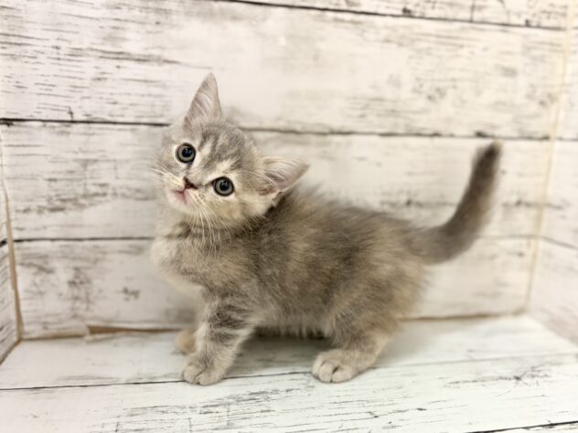 福島県のマンチカン (アミーゴいわき店/2026年5月19日生まれ/女の子/ブルーパッチドタビー)の子猫の3枚目の画像