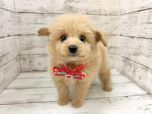 福島県のハーフ犬・ミックス犬 (アミーゴいわき店/2026年5月19日生まれ/女の子/アプリコット)の子犬
