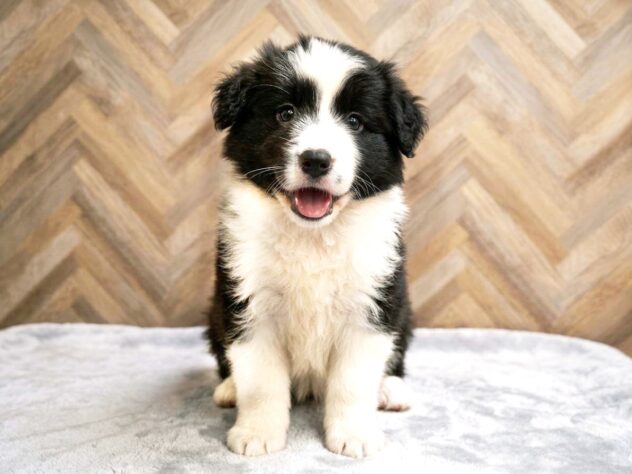 岡山県のボーダーコリー (アミーゴ水島店/2026年5月24日生まれ/女の子/ブラックホワイト)の子犬