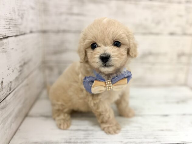 福島県のハーフ犬・ミックス犬 (アミーゴいわき店/2026年5月26日生まれ/男の子/クリーム)の子犬の2枚目の画像