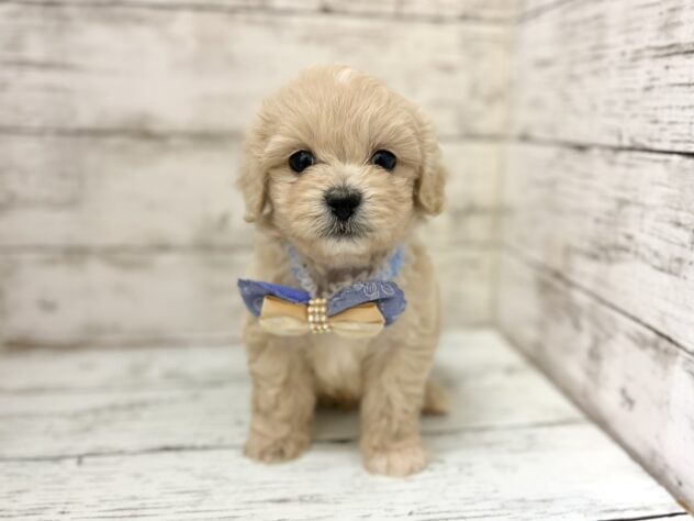 福島県のハーフ犬・ミックス犬 (アミーゴいわき店/2026年5月26日生まれ/男の子/クリーム)の子犬の1枚目の画像