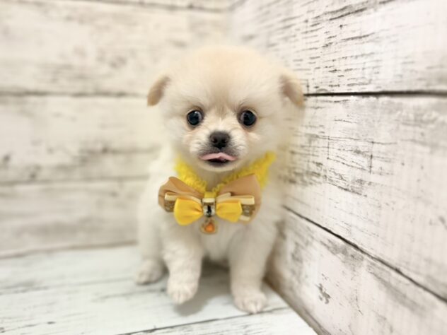 福島県のハーフ犬・ミックス犬 (アミーゴいわき店/2026年5月25日生まれ/女の子/ホワイトクリーム)の子犬の2枚目の画像