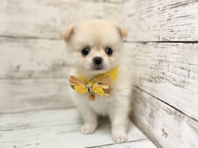 福島県のハーフ犬・ミックス犬 (アミーゴいわき店/2026年5月25日生まれ/女の子/ホワイトクリーム)の子犬の1枚目の画像