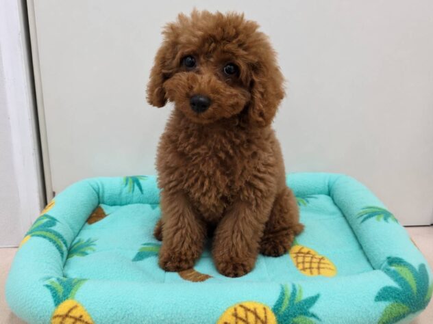 山形県のトイプードル(トイ) (アミーゴ米沢店/2026年4月20日生まれ/男の子/レッドフォーン)の子犬