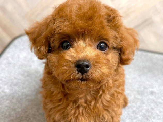 岡山県のトイプードル(トイ) (アミーゴ水島店/2026年5月6日生まれ/男の子/レッドフォーン)の子犬の2枚目の画像