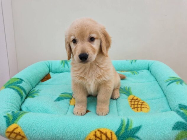 山形県のゴールデンレトリバー (アミーゴ米沢店/2026年5月19日生まれ/男の子/ゴールデン)の子犬