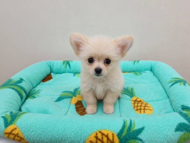 山形県のハーフ犬・ミックス犬 (アミーゴ米沢店/2026年5月15日生まれ/男の子/クリームホワイト)の子犬