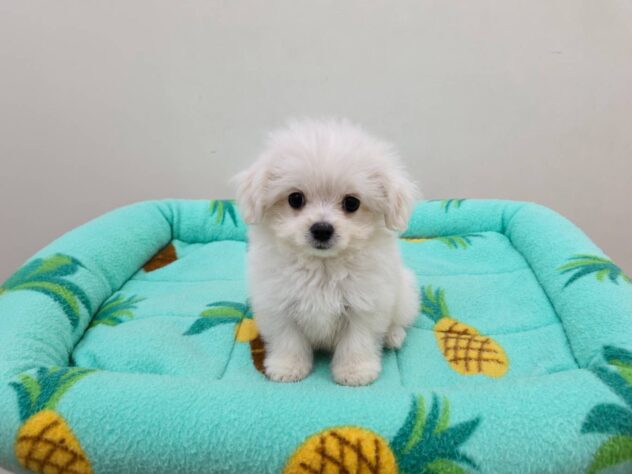 山形県のハーフ犬・ミックス犬 (アミーゴ米沢店/2026年5月15日生まれ/男の子/クリームホワイト)の子犬