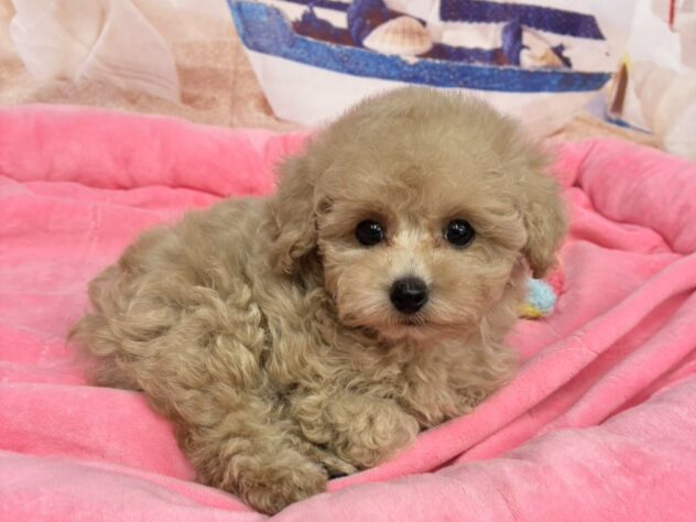 和歌山県のトイプードル(トイ) (アミーゴ和歌山太田店/2026年6月2日生まれ/男の子/クリーム)の子犬の1枚目の画像