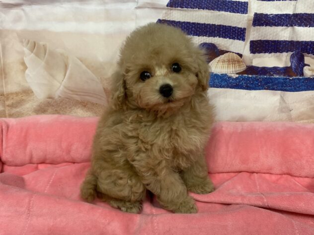 和歌山県のトイプードル(トイ) (アミーゴ和歌山太田店/2026年6月2日生まれ/男の子/クリーム)の子犬の2枚目の画像