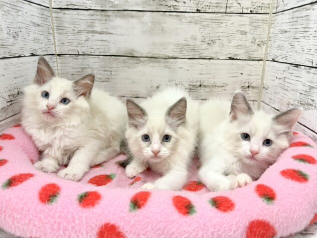 福島県のラグドール (アミーゴいわき店/2026年5月31日生まれ/女の子/ブルーポイントバイカラー)の子猫の2枚目の画像