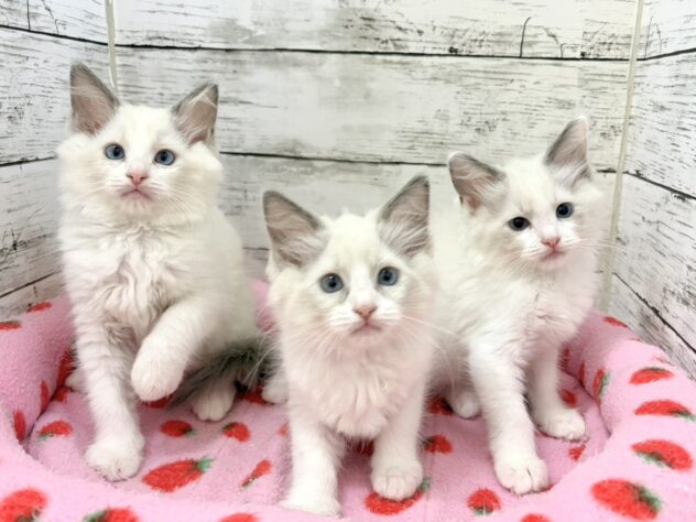 福島県のラグドール (アミーゴいわき店/2026年5月31日生まれ/女の子/ブルーポイントバイカラー)の子猫の1枚目の画像