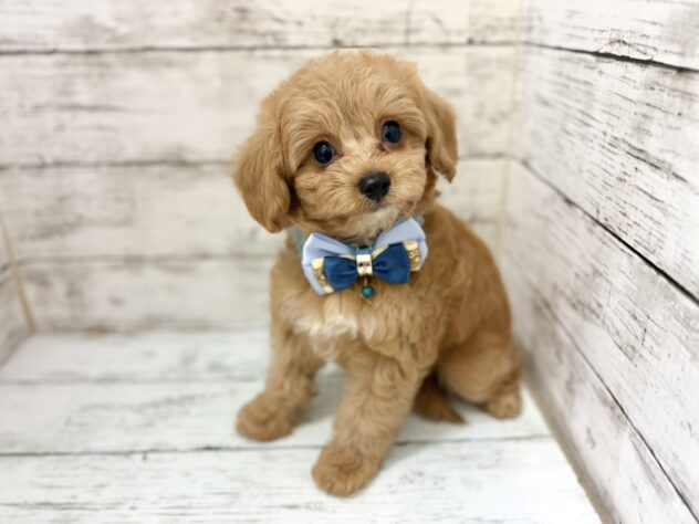 福島県のハーフ犬・ミックス犬 (アミーゴいわき店/2026年5月27日生まれ/男の子/02 レッド系)の子犬の1枚目の画像