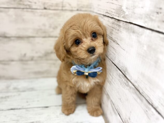 福島県のハーフ犬・ミックス犬 (アミーゴいわき店/2026年5月27日生まれ/男の子/02 レッド系)の子犬の3枚目の画像