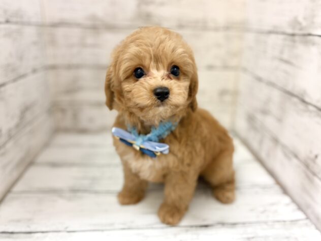 福島県のハーフ犬・ミックス犬 (アミーゴいわき店/2026年5月27日生まれ/男の子/02 レッド系)の子犬の2枚目の画像