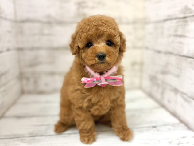 福島県のトイプードル(トイ) (アミーゴいわき店/2026年5月23日生まれ/女の子/レッド)の子犬の1枚目の画像