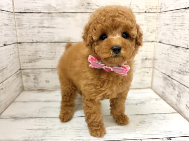 福島県のトイプードル(トイ) (アミーゴいわき店/2026年5月23日生まれ/女の子/レッド)の子犬の2枚目の画像