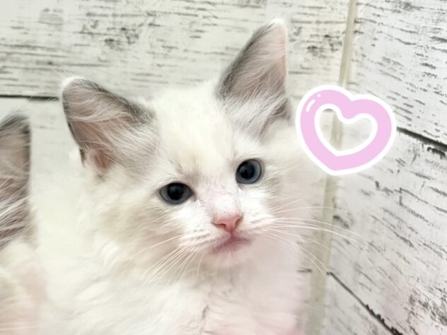 福島県のラグドール (アミーゴいわき店/2026年5月31日生まれ/女の子/ブルーポイントバイカラー)の子猫の3枚目の画像