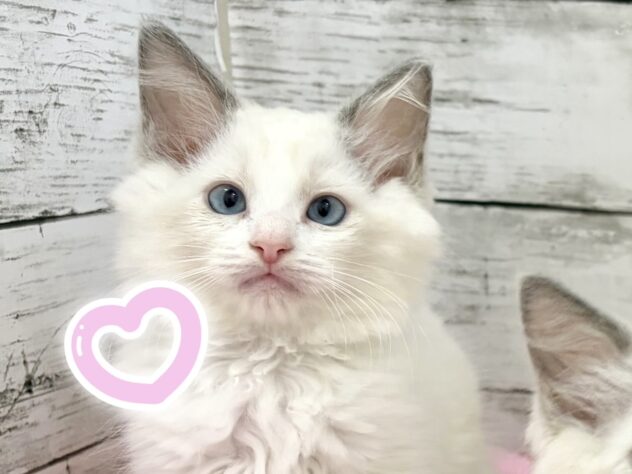 福島県のラグドール (アミーゴいわき店/2026年5月31日生まれ/女の子/ブルーポイントバイカラー)の子猫の3枚目の画像