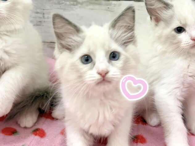 福島県のラグドール (アミーゴいわき店/2026年5月31日生まれ/女の子/ブルーポイントバイカラー)の子猫の3枚目の画像