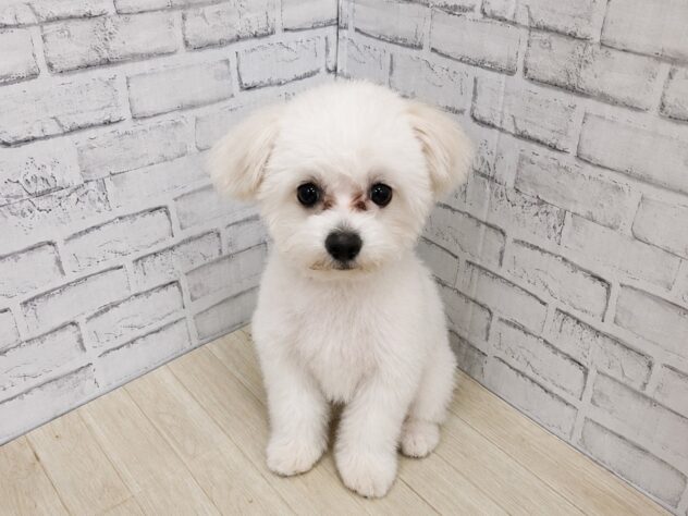 宮城県のハーフ犬・ミックス犬 (アミーゴ古川駅前店/2025年9月7日生まれ/男の子/ホワイト)の子犬