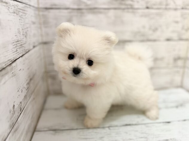 福島県のハーフ犬・ミックス犬 (アミーゴいわき店/2026年5月26日生まれ/女の子/06 ホワイト系)の子犬の3枚目の画像