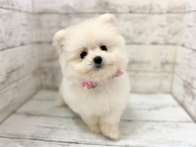 福島県のハーフ犬・ミックス犬 (アミーゴいわき店/2026年5月26日生まれ/女の子/06 ホワイト系)の子犬の2枚目の画像