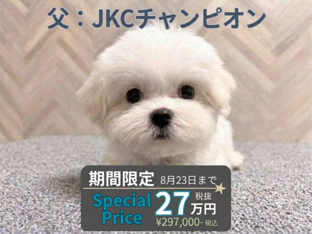 岡山県のマルチーズ (アミーゴ水島店/2026年5月18日生まれ/女の子/ホワイト)の子犬の1枚目の画像
