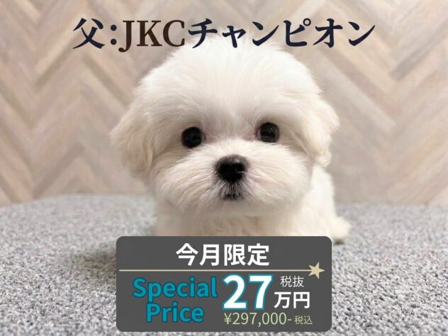 岡山県のマルチーズ (アミーゴ水島店/2026年5月18日生まれ/女の子/ホワイト)の子犬の1枚目の画像
