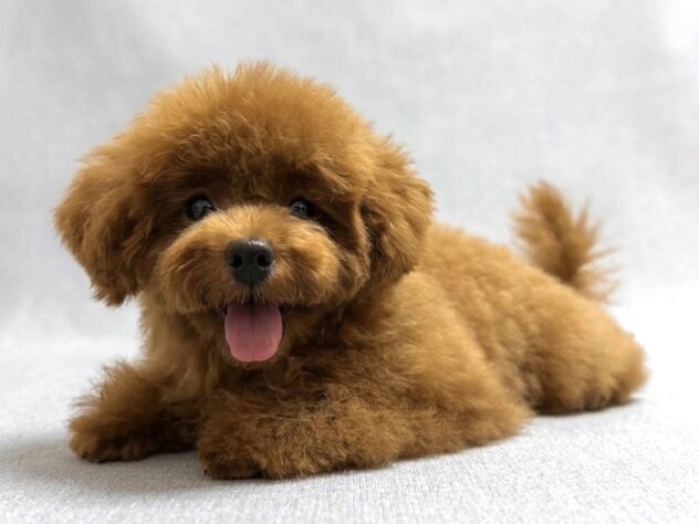 岡山県のトイプードル(トイ) (アミーゴ水島店/2026年5月6日生まれ/女の子/レッドフォーン)の子犬の2枚目の画像