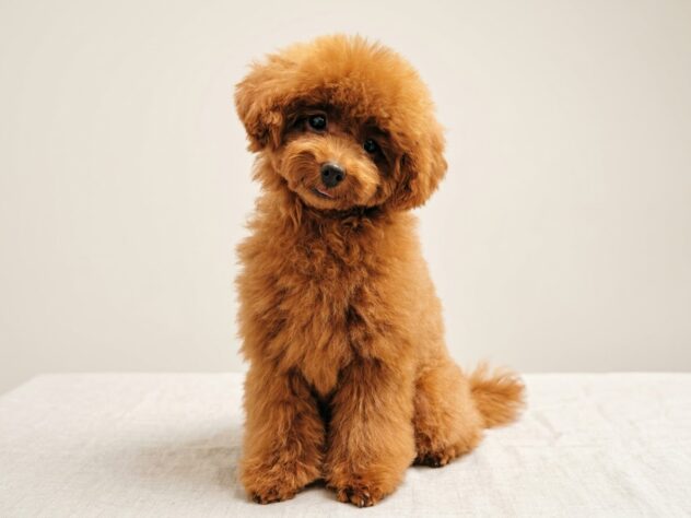 岡山県のトイプードル(トイ) (アミーゴ水島店/2026年5月6日生まれ/女の子/レッドフォーン)の子犬の3枚目の画像