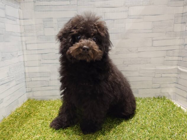 新潟県のトイプードル(トイ) (アミーゴ新発田店/2026年4月21日生まれ/男の子/ブラック)の子犬の2枚目の画像
