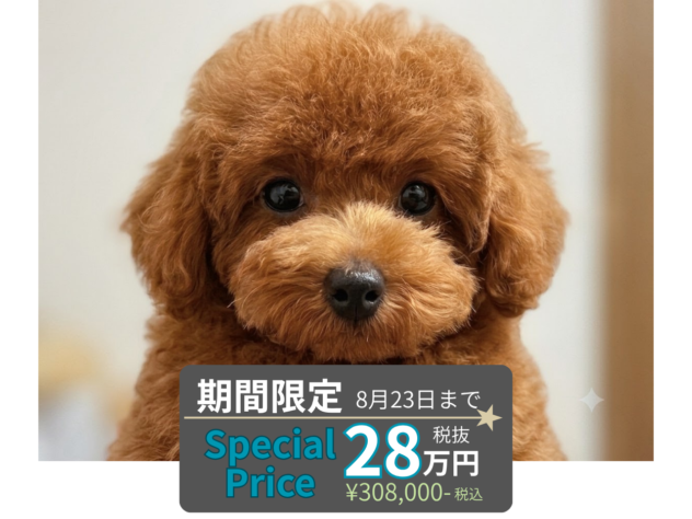 岡山県のトイプードル(トイ) (アミーゴ水島店/2026年5月6日生まれ/女の子/レッドフォーン)の子犬の1枚目の画像