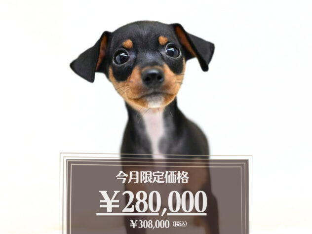 岡山県のミニチュアピンシャー (アミーゴ大安寺店/2026年4月22日生まれ/女の子/ブラックタン)の子犬の1枚目の画像