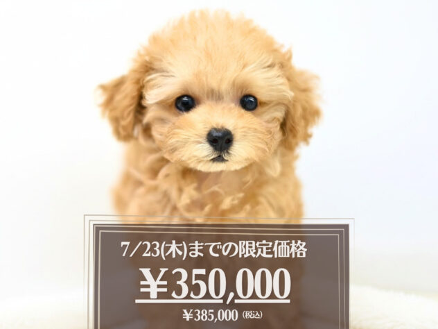 岡山県のトイプードル(トイ) (アミーゴ大安寺店/2026年4月11日生まれ/女の子/オレンジフォーン)の子犬の1枚目の画像