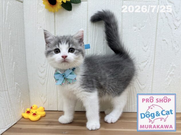 広島県のスコティッシュフォールド (アミーゴ大町店/2026年5月24日生まれ/男の子/ブルータビーホワイト)の子猫の2枚目の画像