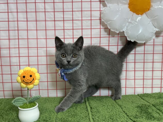 山形県のブリティッシュショートヘアー (アミーゴ酒田店/2026年4月2日生まれ/男の子/ブルー)の子猫の1枚目の画像