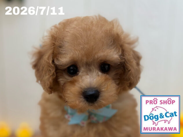 広島県のトイプードル(トイ) (アミーゴ大町店/2026年5月11日生まれ/男の子/オレンジフォーン)の子犬の1枚目の画像