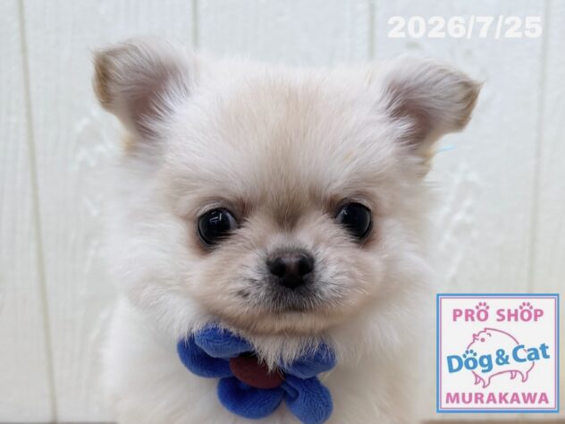 広島県のチワワ(ロング) (アミーゴ大町店/2026年5月28日生まれ/男の子/クリーム)の子犬の1枚目の画像