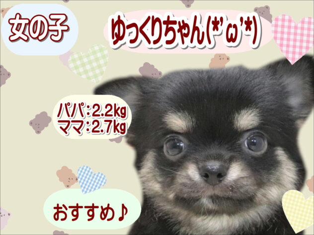 大阪府のハーフ犬・ミックス犬 (アミーゴ鳳店/2026年5月31日生まれ/女の子/ブラックタンホワイト)の子犬の1枚目の画像