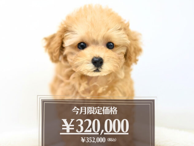 岡山県のトイプードル(トイ) (アミーゴ大安寺店/2026年4月11日生まれ/女の子/オレンジフォーン)の子犬の1枚目の画像