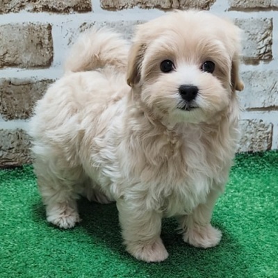 大阪府のハーフ犬・ミックス犬 (アミーゴ高槻店/2026年5月14日生まれ/女の子/クリーム)の子犬