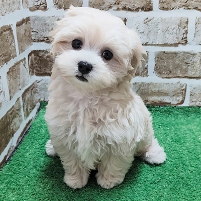 大阪府のハーフ犬・ミックス犬 (アミーゴ高槻店/2026年5月14日生まれ/女の子/クリーム)の子犬