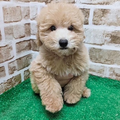 大阪府のトイプードル(トイ) (アミーゴ高槻店/2026年5月17日生まれ/男の子/ペールフォーン)の子犬の1枚目の画像