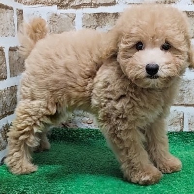 大阪府のトイプードル(トイ) (アミーゴ高槻店/2026年5月17日生まれ/男の子/ペールフォーン)の子犬の2枚目の画像