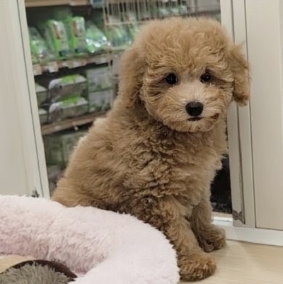 大阪府のトイプードル(トイ) (アミーゴ高槻店/2026年5月17日生まれ/男の子/ペールフォーン)の子犬の4枚目の画像
