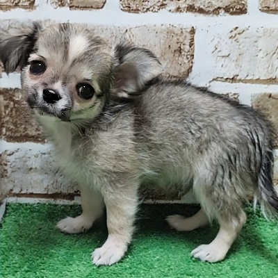 大阪府のチワワ(ロング) (アミーゴ高槻店/2026年5月25日生まれ/男の子/フォーン)の子犬の2枚目の画像