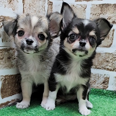 大阪府のチワワ(ロング) (アミーゴ高槻店/2026年5月25日生まれ/男の子/フォーン)の子犬の3枚目の画像