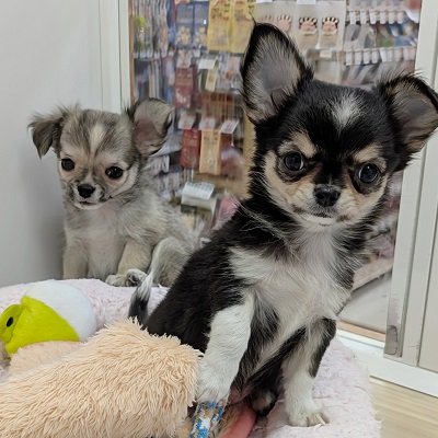 大阪府のチワワ(ロング) (アミーゴ高槻店/2026年5月25日生まれ/男の子/フォーン)の子犬の4枚目の画像