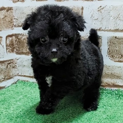 大阪府のハーフ犬・ミックス犬 (アミーゴ高槻店/2026年5月28日生まれ/男の子/ブラック)の子犬の1枚目の画像
